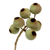 kategoria Proteiinit