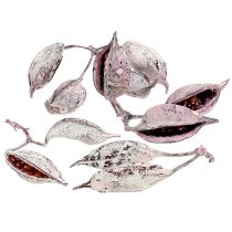 kategoria Eksoottinen