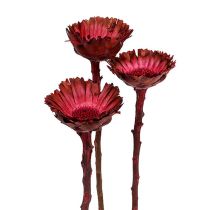 kategoria Proteiinit