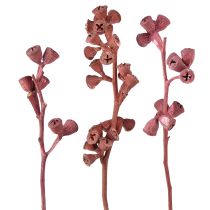 kategoria Eksoottinen