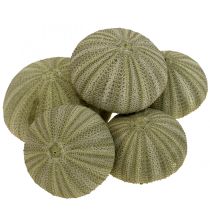 kategoria Simpukankoriste