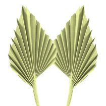 kategoria Eksoottinen