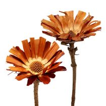 kategoria Proteiinit