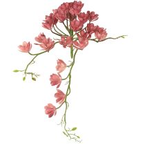 kategoria Kaktukset ja mehikasvit