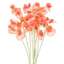 kategoria Puutarhan kukka ja niitty kukka