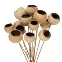 kategoria Eksoottinen