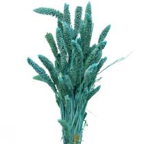 Kuivatut kukat, Setaria Pumila, Harjakset Hirssinsininen 65cm 200g