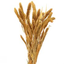 Kuivatut kukat, Setaria Pumila, Harjakset Millet Orange 72cm 225g