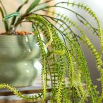 kohteita Vihreäharjaksinen hirssitekoinen kasvi elegantteihin roikkuviin koristeisiin, tyylikkäisiin huoneen yksityiskohtiin, 114 cm