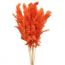 Pampasruoho deco kuivattu appelsiini kuiva floristiikka 72cm 6kpl