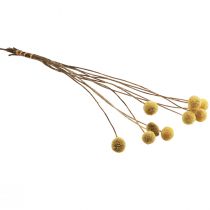 kohteita Craspedia-kuivakukat, keltaiset, 70 cm, koristeelliset, 10 kpl
