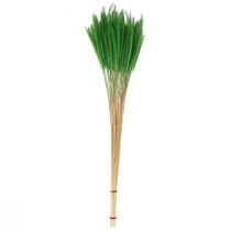 kohteita Vihreä harjas hirssi Setaria viridis kuiva ruoho 52cm 28g
