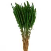 Vihreä kettuhäntä Setaria viridis kuivaruoho 52cm 28g