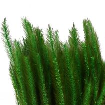 Vihreä kettuhäntä Setaria viridis kuivaruoho 52cm 28g