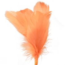 kohteita Koristehöyhenet oranssit linnun höyhenet tikussa 36cm 12kpl