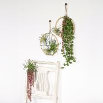 kohteita Sedum &#39;Rubin&#39; riippukasvi – koristeellinen, helppohoitoinen mehikasvi 43 cm 3 kpl.