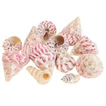 Merikoristelu etanankuoret koristelu pinkki Trochus Maculatus 1100gr