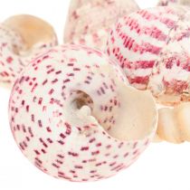 Merikoristelu etanankuoret koristelu pinkki Trochus Maculatus 1100gr