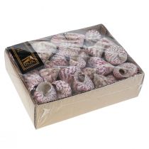 Merikoristelu etanankuoret koristelu pinkki Trochus Maculatus 1100gr