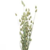Kuivatut ruohot Phalaris kuivattu kuiva floristinen luonto 55cm 80g