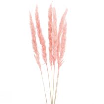 kohteita Pampas ruoho deco, pampas ruoho kuivattu pampas ruoho pinkki 72cm 6kpl