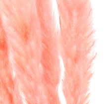 Pampas ruoho deco, pampas ruoho kuivattu pampas ruoho pinkki 72cm 6kpl