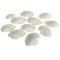Shell Deco White Shells simpukat tyhjät 5cm 250g