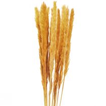 Pampasruoho deco, pampasruoho kuivattu pampasruoho keltainen 74cm 10 kpl