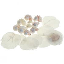 Capiz Simsels Snail Shell Deco Maritime White Pink 600g