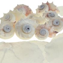 Capiz Simsels Snail Shell Deco Maritime White Pink 600g