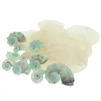 Capiz Mother of Pearl Shell Mother of Pearl Slices Merietanankuori Vihreä 2–9cm 650g