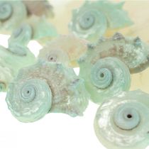 Capiz Mother of Pearl Shell Mother of Pearl Slices Merietanankuori Vihreä 2–9cm 650g