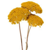 kohteita Achillea Natur Gelb -siankärsämö, kuivatut kukat, keltaiset, 1 kg