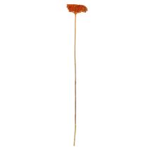 kohteita Achillea Orange -kuivatut siankärsämökukat, 45-60 cm, 1 kg