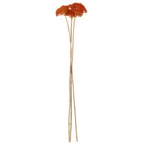 kohteita Achillea Orange -kuivatut siankärsämökukat, 45-60 cm, 1 kg