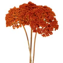 kohteita Achillea Orange -kuivatut siankärsämökukat, 45-60 cm, 1 kg