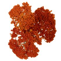 kohteita Achillea Orange -kuivatut siankärsämökukat, 45-60 cm, 1 kg