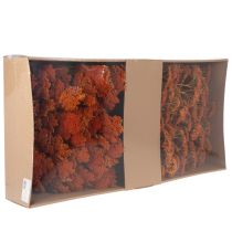 kohteita Achillea Orange -kuivatut siankärsämökukat, 45-60 cm, 1 kg
