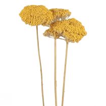 Yarrow kuivatut kukat koristeellinen Achillea Millefolium Yellow 3kpl