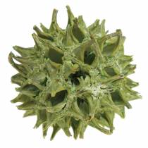 Sweetgum-käpyjä vihreä kuorrutettu 250g