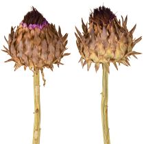 kohteita Artisokan kukinto kuivattu artisokka Cynara Ø9cm 16 kpl