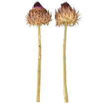 kohteita Artisokan kukinto kuivattu artisokka Cynara Ø9cm 16 kpl
