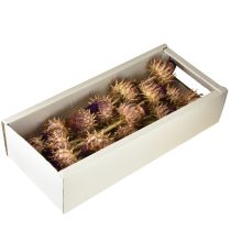 kohteita Artisokan kukinto kuivattu artisokka Cynara Ø9cm 16 kpl