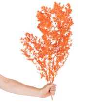 kohteita Kuivatut parsan kukat, oksa, koristeparsa, värjätty, 65 cm, 80 g
