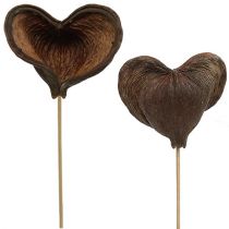Badam kepillä luonto 6cm - 12cm 23p