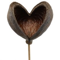 Badam kepillä luonto 6cm - 12cm 23p