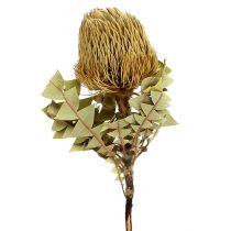 Banksia Baxterii Kuivatut kukat Luonto 10kpl