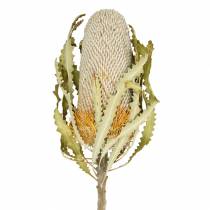 Banksia Hookerana natural 7kpl