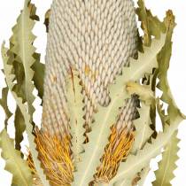 Banksia Hookerana natural 7kpl