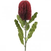 Keinotekoinen kukka Banksia Red Burgundy keinotekoinen eksoottinen 64cm